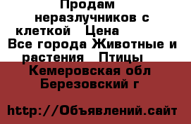 Продам 2 неразлучников с клеткой › Цена ­ 2 500 - Все города Животные и растения » Птицы   . Кемеровская обл.,Березовский г.